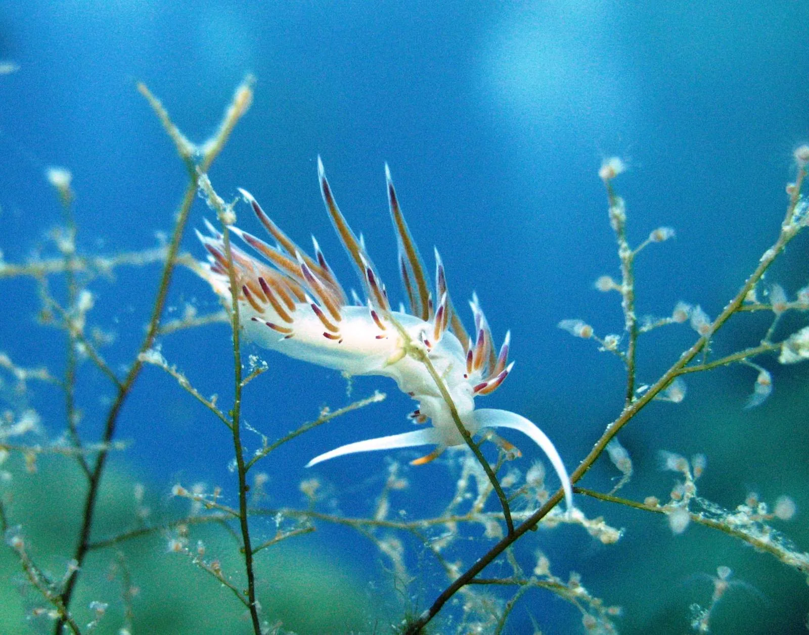 Porto Heli Diving Center